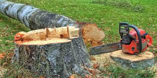 Best Tree Preservation Services  in Oracle, AZ