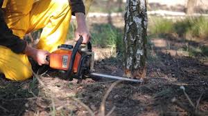Best Hazardous Tree Removal  in Oracle, AZ