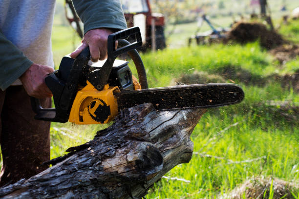 Best Commercial Tree Services  in Oracle, AZ